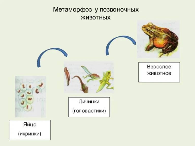 Метаморфоз у позвоночных животных Яйцо (икринки) Личинки (головастики) Взрослое животное