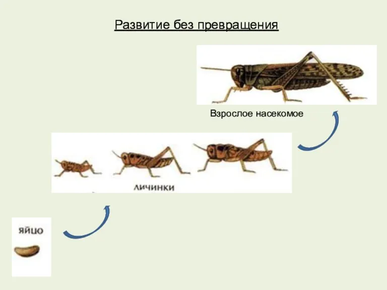 Развитие без превращения Взрослое насекомое