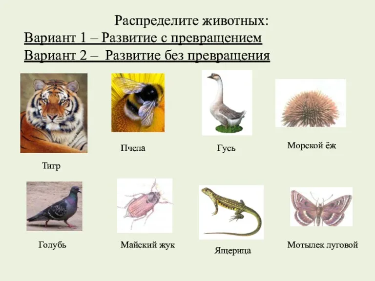 Распределите животных: Вариант 1 – Развитие с превращением Вариант 2