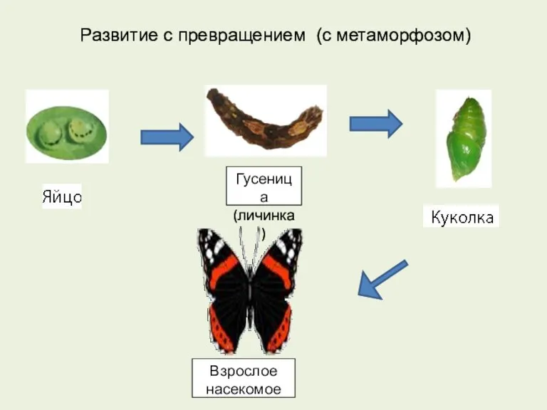 Развитие с превращением (с метаморфозом) Гусеница (личинка) Взрослое насекомое