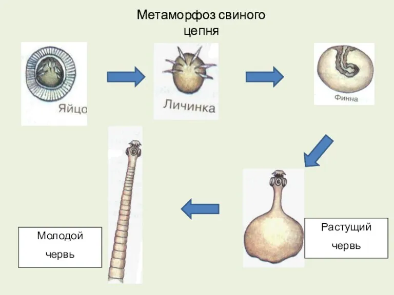 Метаморфоз свиного цепня Молодой червь Растущий червь