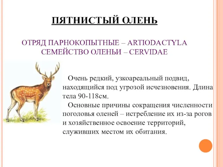 ПЯТНИСТЫЙ ОЛЕНЬ ОТРЯД ПАРНОКОПЫТНЫЕ – ARTIODACTYLA СЕМЕЙСТВО ОЛЕНЬИ – CERVIDAE