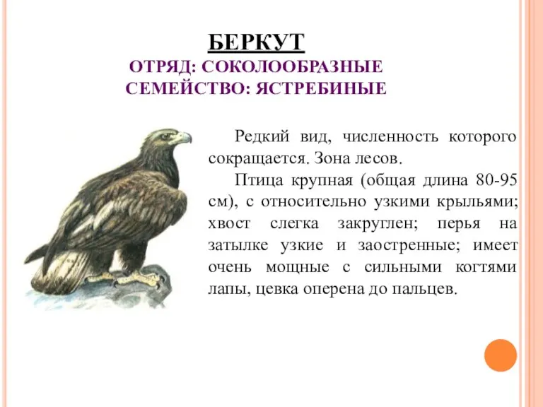 БЕРКУТ ОТРЯД: СОКОЛООБРАЗНЫЕ СЕМЕЙСТВО: ЯСТРЕБИНЫЕ Редкий вид, численность которого сокращается.