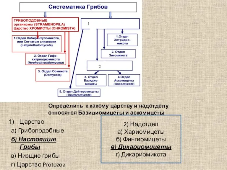 Определить к какому царству и надотделу относятся Базидиомицеты и аскомицеты