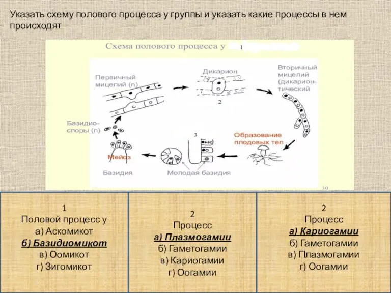 Указать схему полового процесса у группы и указать какие процессы