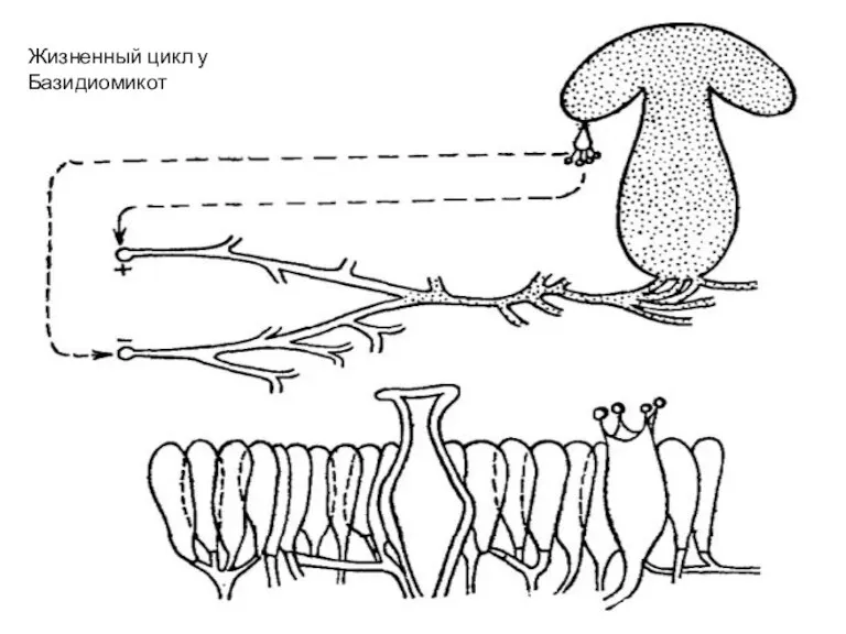 Жизненный цикл у Базидиомикот