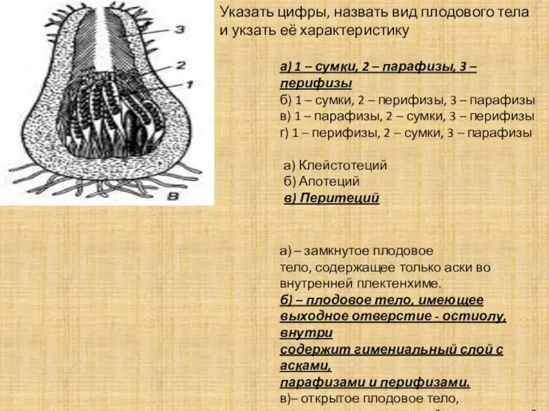 Указать цифры, назвать вид плодового тела и укзать её характеристику