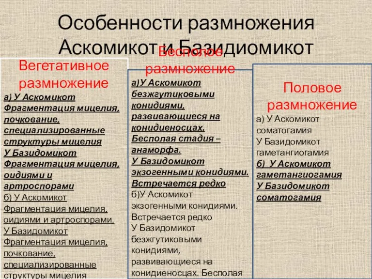 Особенности размножения Аскомикот и Базидиомикот Вегетативное размножение а) У Аскомикот