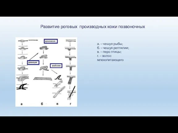 Развитие роговых производных кожи позвоночных а. – чешуя рыбы; б.