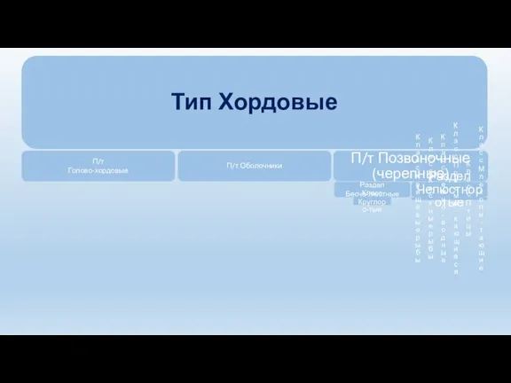 Тип Хордовые П/т Голово-хордовые П/т Оболочники П/т Позвоночные (черепные) Раздел