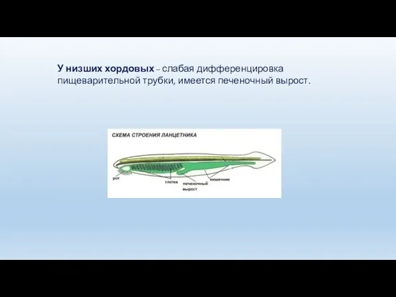 У низших хордовых – слабая дифференцировка пищеварительной трубки, имеется печеночный вырост.