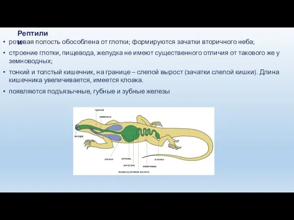 ротовая полость обособлена от глотки; формируются зачатки вторичного неба; строение