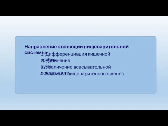 Направление эволюции пищеварительной системы: 1. Дифференциация кишечной трубки 2. Удлинение