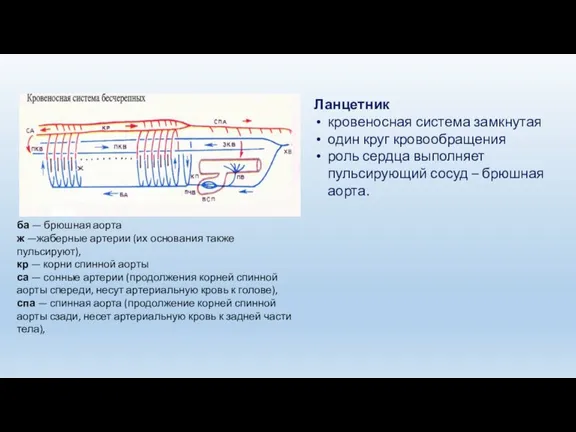 Ланцетник кровеносная система замкнутая один круг кровообращения роль сердца выполняет
