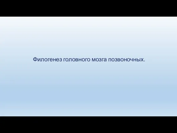 Филогенез головного мозга позвоночных.