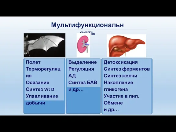 Мультифункциональность Полет Терморегуляция Осязание Синтез Vit D Улавливание добычи Выделение