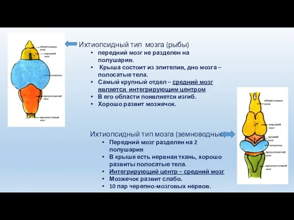 Ихтиопсидный тип мозга (рыбы) передний мозг не разделен на полушария.