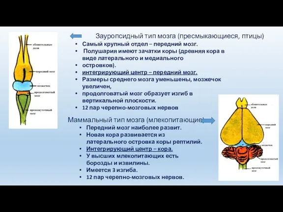 Самый крупный отдел – передний мозг. Полушария имеют зачатки коры