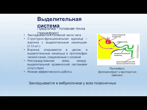 Выделительная система Предпочка – головная почка (пронефрос) Закладывается в головной