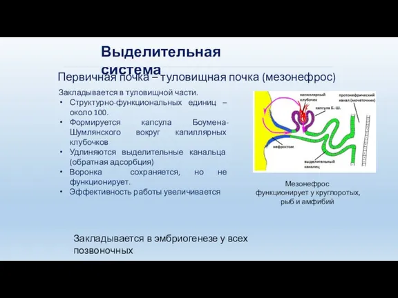 Выделительная система Первичная почка – туловищная почка (мезонефрос) Закладывается в