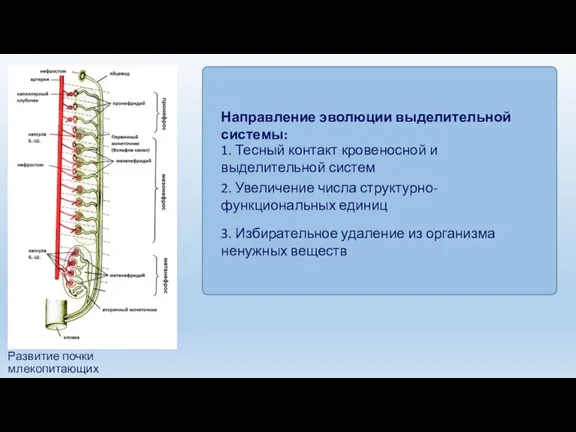Развитие почки млекопитающих Направление эволюции выделительной системы: 1. Тесный контакт