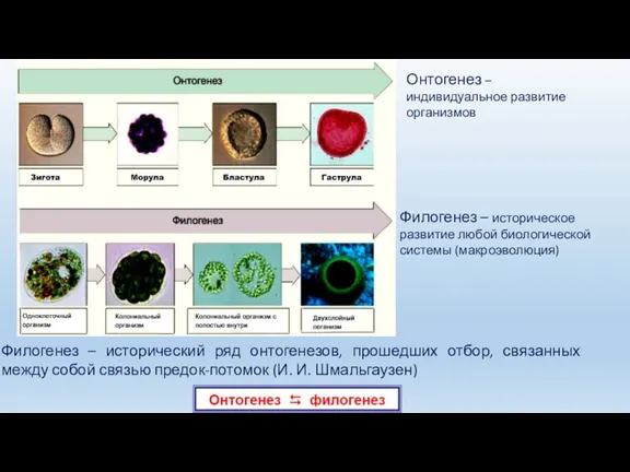 Онтогенез – индивидуальное развитие организмов Филогенез – историческое развитие любой