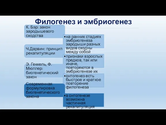 Филогенез и эмбриогенез К. Бэр: закон зародышевого сходства на ранних