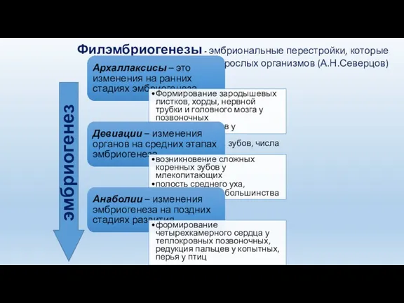 Филэмбриогенезы - эмбриональные перестройки, которые включаются в филогенез взрослых организмов