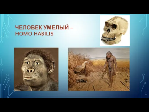 ЧЕЛОВЕК УМЕЛЫЙ – HOMO HABILIS