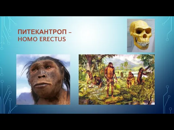 ПИТЕКАНТРОП – HOMO ERECTUS