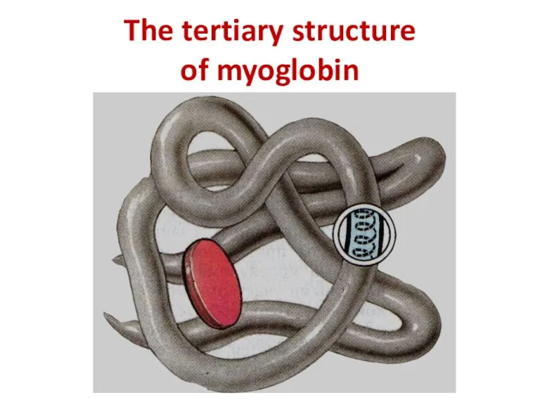 The tertiary structure of myoglobin