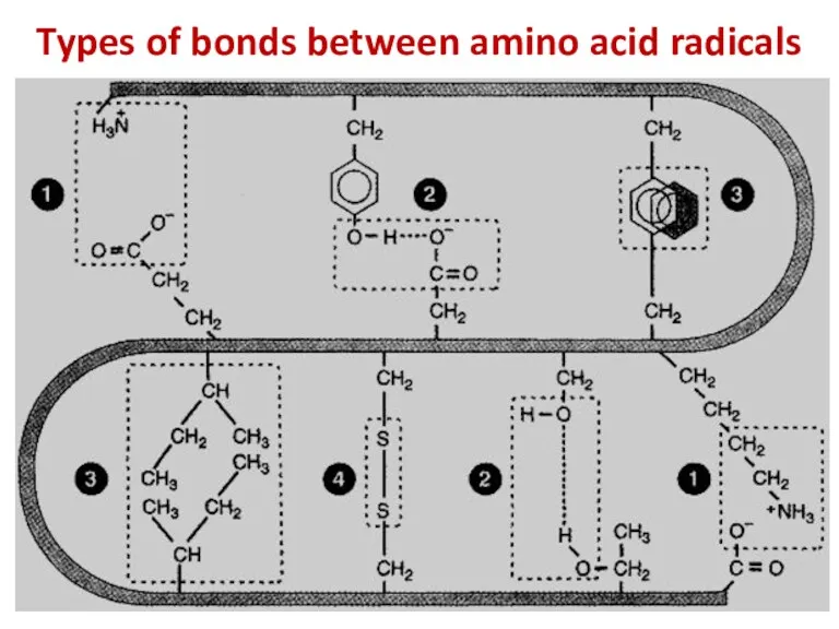 Types of bonds between amino acid radicals