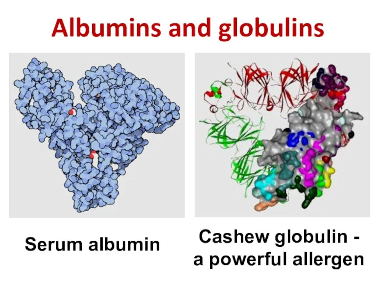 Albumins and globulins Serum albumin Cashew globulin - a powerful allergen