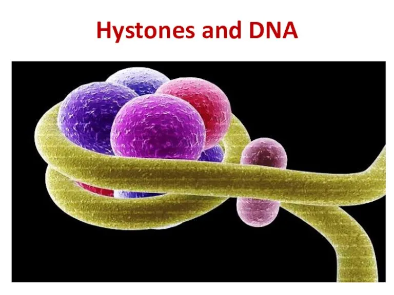 Hystones and DNA
