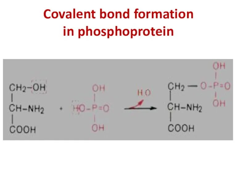 Covalent bond formation in phosphoprotein