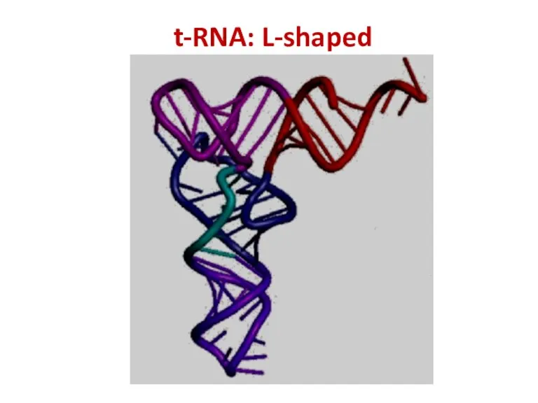 t-RNA: L-shaped