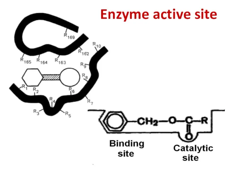 Enzyme active site