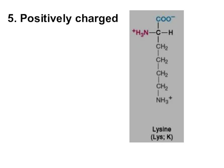 5. Positively charged