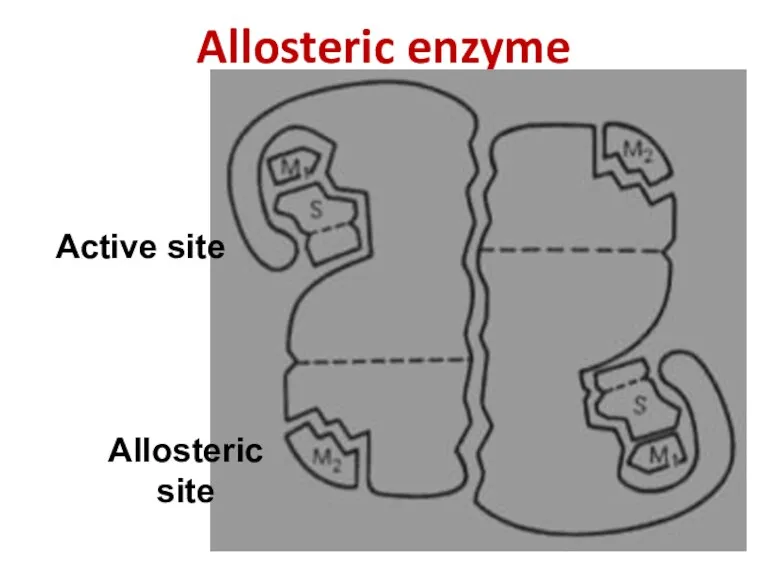 Allosteric enzyme Active site Allosteric site