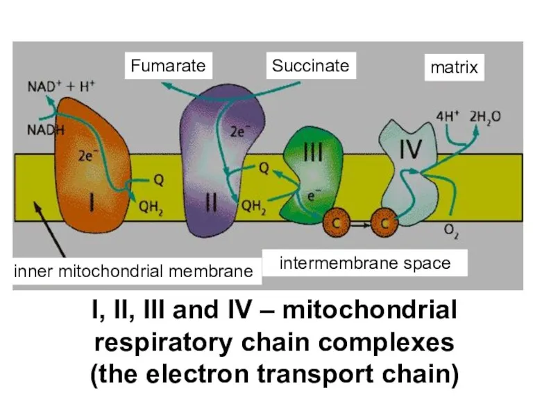 I, II, III and IV – mitochondrial respiratory chain complexes