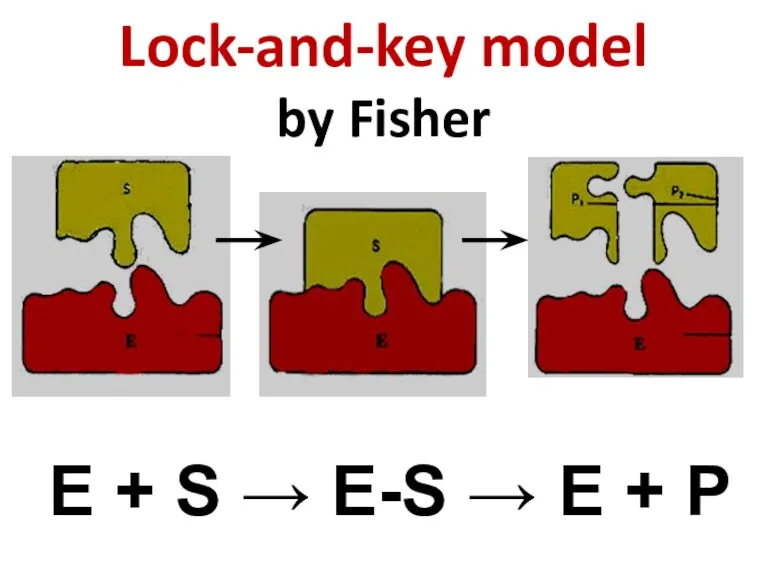 Lock-and-key model by Fisher E + S → E-S → E + P