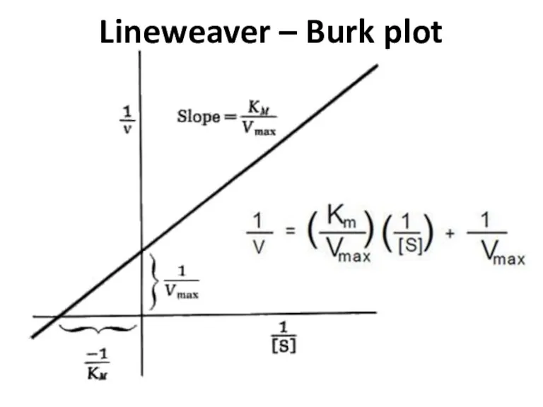 Lineweaver – Burk plot