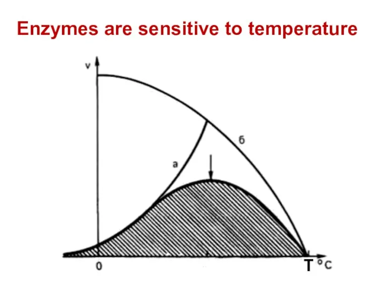 Enzymes are sensitive to temperature