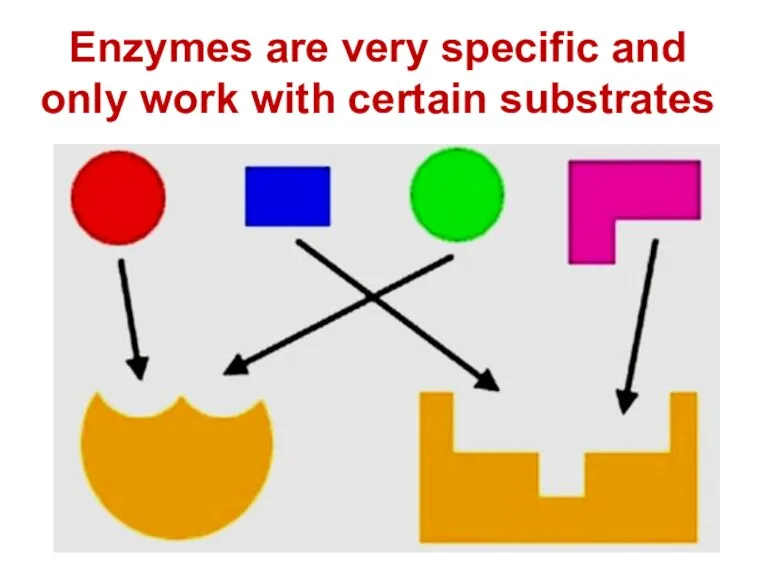 Enzymes are very specific and only work with certain substrates