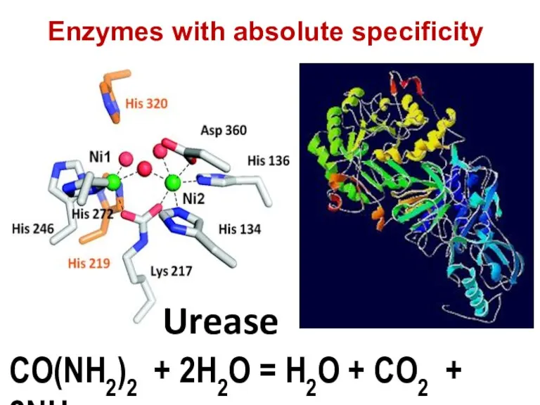 CO(NH2)2 + 2H2O = H2O + CO2 + 2NH3 Urease Enzymes with absolute specificity