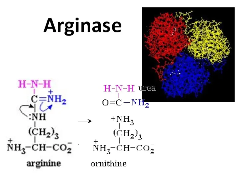 Arginase