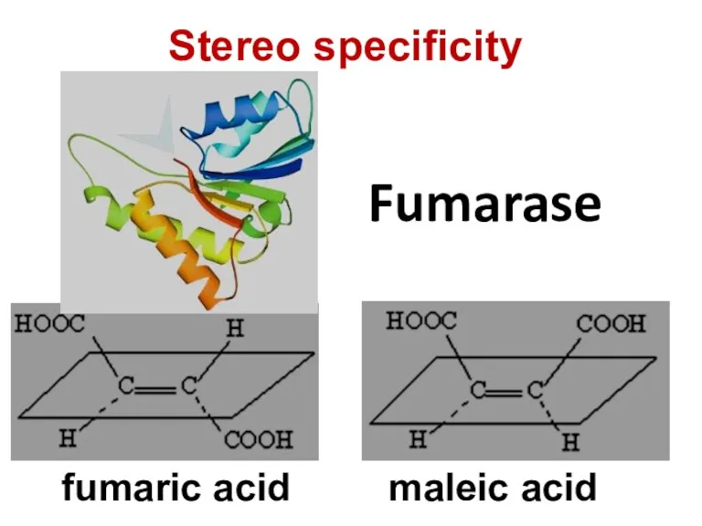 Fumarase fumaric acid maleic acid Stereo specificity