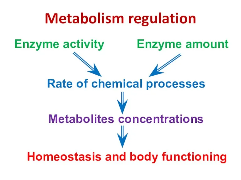Metabolism regulation Rate of chemical processes Metabolites concentrations Enzyme activity Enzyme amount Homeostasis and body functioning