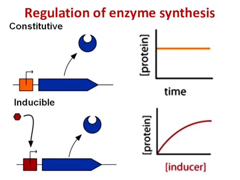 Regulation of enzyme synthesis