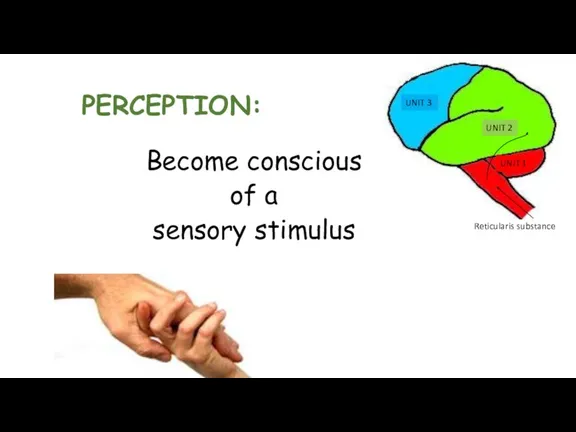 PERCEPTION: Become conscious of a sensory stimulus UNIT 3 UNIT 2 UNIT 1 Reticularis substance
